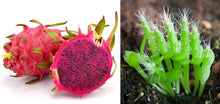 Pitaya Dragon Seeds for growers wanting a homegrown harvest