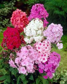 Phlox Drummondii Mixed Seeds for growers seeking a long-blooming display