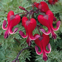 Dicentra Spectabilis Seeds (Dicentra spectabilis) for a bright addition to the shaded gardens and perennial beds