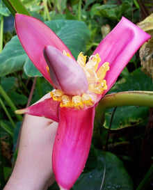 Musa Velutina Pink Banana Tree Seeds for a lasting addition to the landscape
