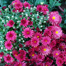 Chrysanthemum Chrysanthemum Morifolium flower Seeds for a bright addition to the backyard gardening and home flower beds