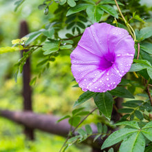 High-Quality Italian Morning Glory Seeds valued for air Purification