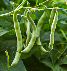 Bush Blue Lake Bean Seeds for a reliable harvest in the Vegetable Gardens