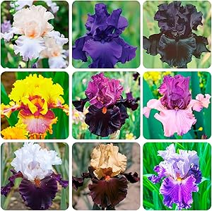 Iris Iris Hybrida Rainbow Flower Seeds for Planting – Vibrant Blooms for Garden Borders and Seasonal Color