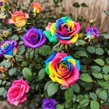 Rainbow Rose Seeds (Rosa hybrida) for a bright addition to the Cottage Garden