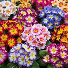 Primula Mixed Colors Easy-Grow Seeds for reliable seasonal color