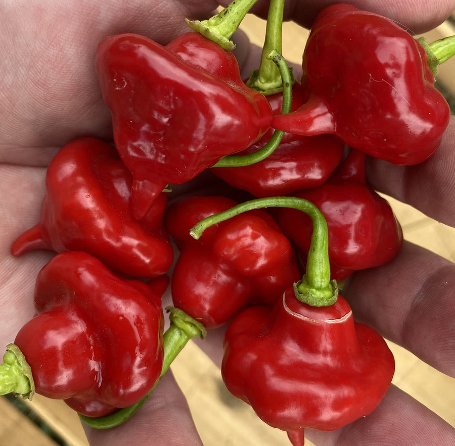 Sweet Cuban Aji Cachucha Capsicum chinense for planting in vegetable patch.