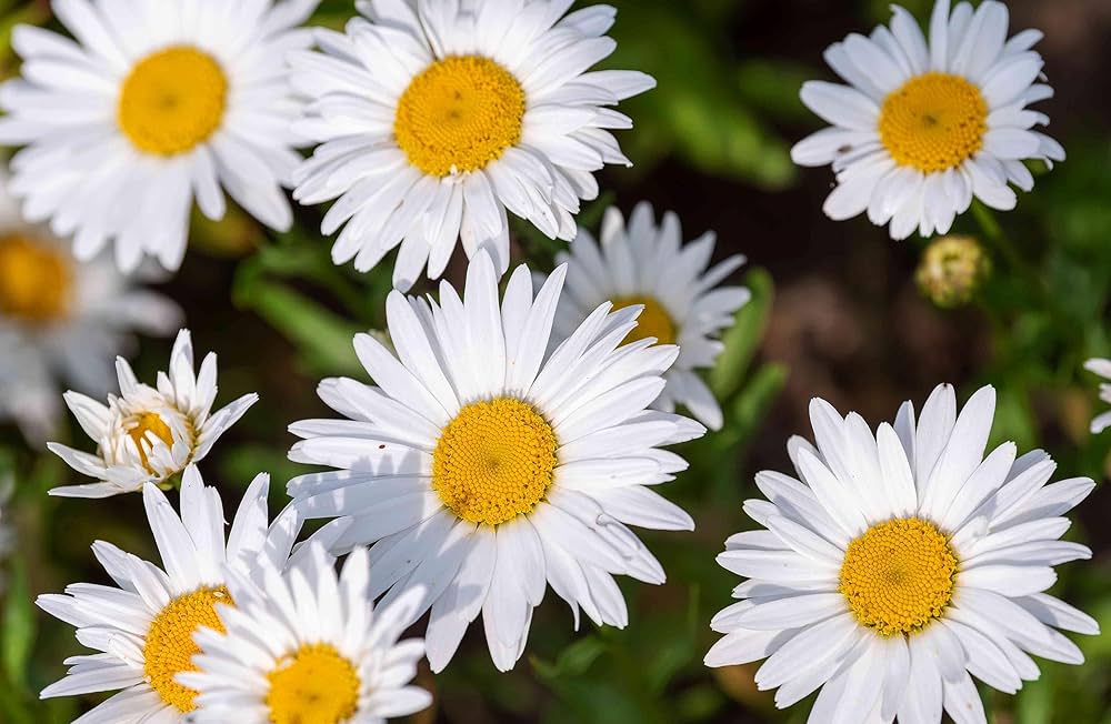 Mixed daisy ��������� Chrysanthemum africanum ��������� for planting in flower bed DIY garden