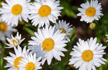 Mixed daisy ��������� Chrysanthemum africanum ��������� for planting in flower bed DIY garden
