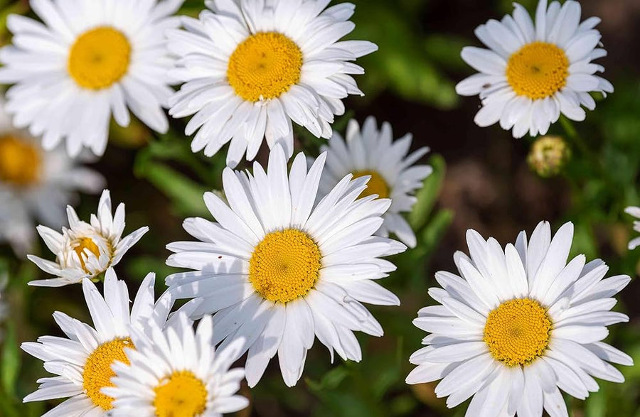 Mixed daisy ��������� Chrysanthemum africanum ��������� for planting in flower bed DIY garden