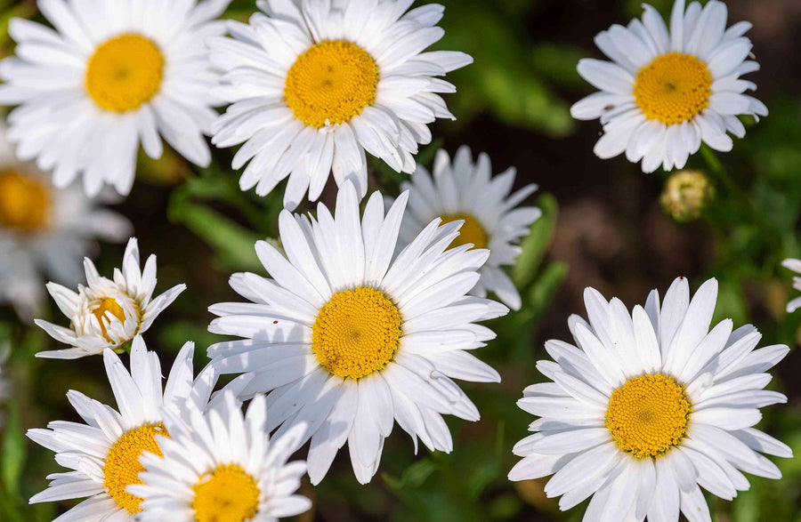 Rainbow Daisy Bellis perennis flower seeds for vertical garden and colorful garden beds - for planting in home garden