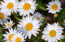 Mini Daisy Seeds (Bellium minutum) for colorful blooms in the Rock Gardens