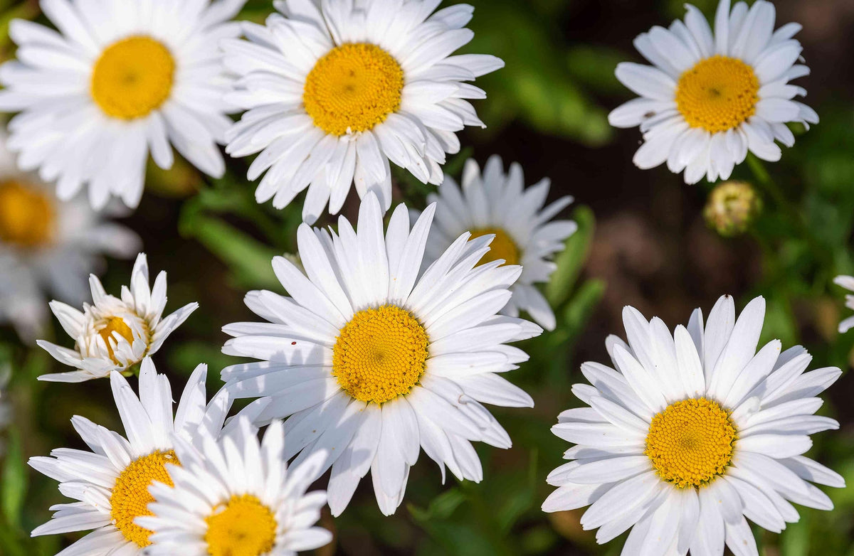 Shasta Daisy for planting