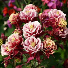 Aquilegia Columbine Seeds for a lasting display in the Garden Borders
