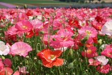 Shirley Single Mix Poppy Seeds (Papaver rhoeas) for a bright addition to the colorful backyard and flower field planting