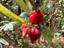 Roselle Hibiscus Seeds for a lasting display in the Herbal Tea Garden Borders