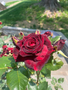 Baccara Hybrid Rose Seeds (Rosa hybrida) for seasonal color across the decorative planting in garden beds