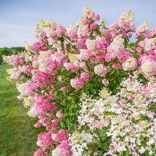 Hydrangea Seeds (Hydrangea spp.) for climbing cover in the Garden & Flower Bed