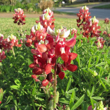 Bluebonnet Lupinus Texensis Maroon Texas Seeds prized for wildflower Native Landscaping