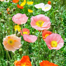 Shirley Double Poppy Seeds (Papaver rhoeas) for a lasting display in the vibrant home garden and landscape planting
