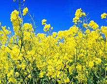 Brassica Napus Seeds for growers seeking a long-blooming display