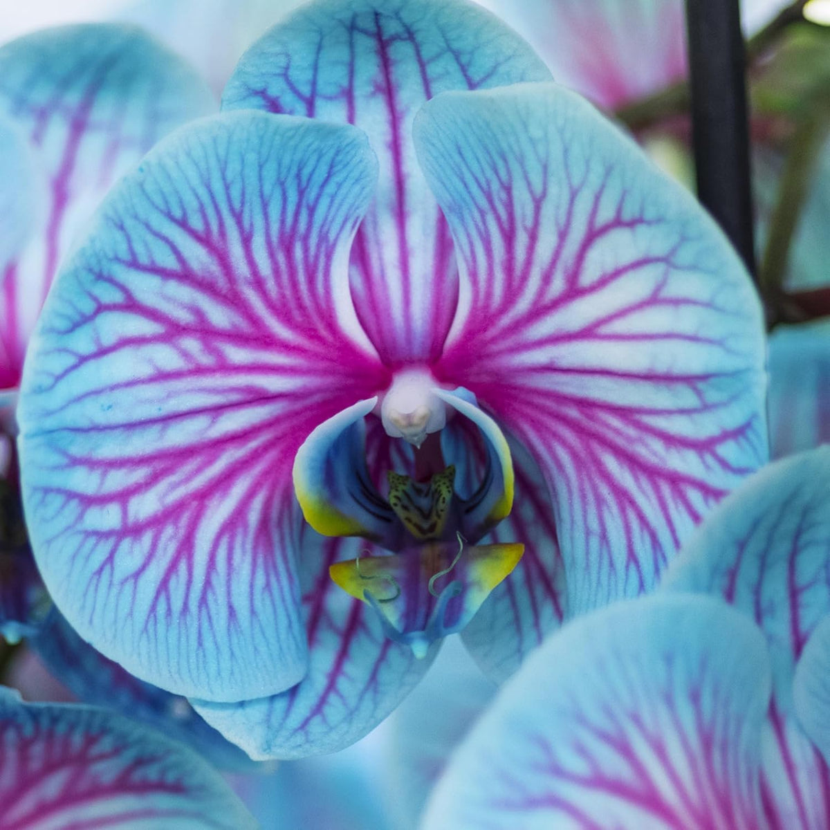 Sky Blue Orchid Perennial Seeds for growers filling out the Balcony & Garden