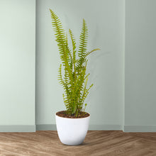 Fern Plant for Planting in Green Urban Garden Plants for colorful blooms in the Green Urban Garden
