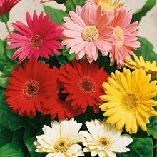 Gerbera Daisy Seeds (Gerbera jamesonii) for growers filling out the Flower Bed & Garden
