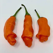 Peter Pepper Red Seeds (Capsicum annuum) for growers stocking the novelty and kitchen gardens