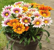 Semi Gazania Chrysanthemum Chrysanthemum Morifolium Flower Seeds for Planting in Balcony Garden and Indoor Pots - for planting in home garden