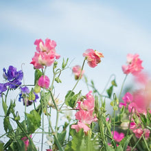 Sweet Pea Seeds (Lathyrus odoratus) for growers stocking the Flower Bed