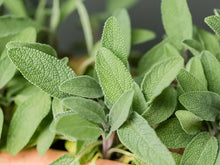 Sage Seeds (Salvia officinalis) for a fragrant addition to the Herb Garden & Vegetable Patch