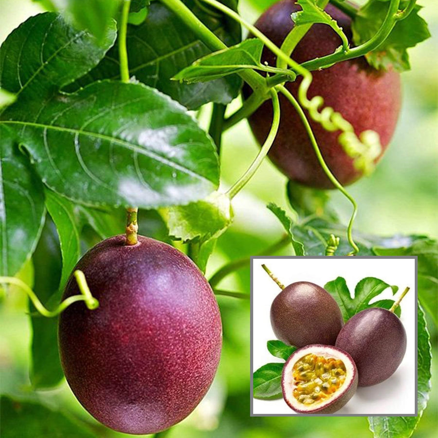 Passion fruit plant (Passiflora edulis) for planting in tropical garden