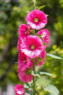 Organic Hollyhock Seeds for colorful blooms in the Garden & Flowerbed Blooms