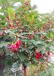 Duabanga Grandiflora Orchid Tree Seeds for a lasting addition to the landscape