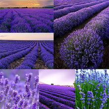 Lavendula Angustifolia Lavender Seeds for a flavorful crop in the Herb Flower Bed