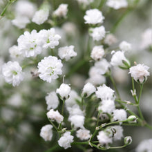 Happy Farm Gypsophila Sky Stars Seeds for colorful blooms in the Home Garden & Landscaping, Perennial Flowers