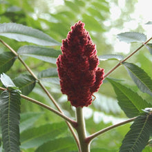 Sumac Seeds (Rhus trilobata) for seasonal color across the Landscape