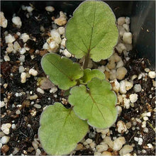 Viola Seeds (Viola spp.) for a bright addition to the Flower Bed & Garden
