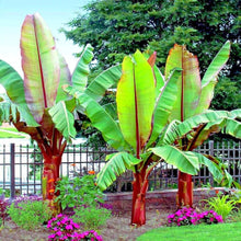 Musa Balbisiana Seeds (Musa balbisiana) for colorful blooms in the tropical gardens and ornamental landscapes
