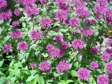 Lemon Mint Plant Seeds for a homegrown harvest from the Bee Gardens