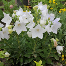 White Platycodon Balloon Seeds for seasonal color across the Herb Garden Borders