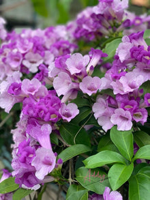 Fresh Garlic Gums Seeds Purple Planter age  Ornamental Garden Plant for Home Gardening