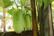 Salad Seeds prized for nutritious Fresh Harvests