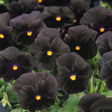Pansy Seeds for reliable seasonal color