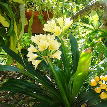 Clivia Multicolor Clivia Seeds for growers seeking a long-blooming display