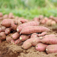 Sweet Potato Seeds (Ipomoea batatas) for growers stocking the Vegetable Patch