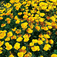 California Poppy Yellow Grass Seeds for filling out open ground