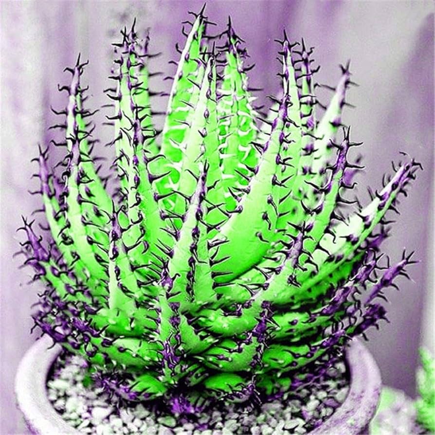Aloe Vera ��������� Aloe barbadensis ��������� for planting in blue garden