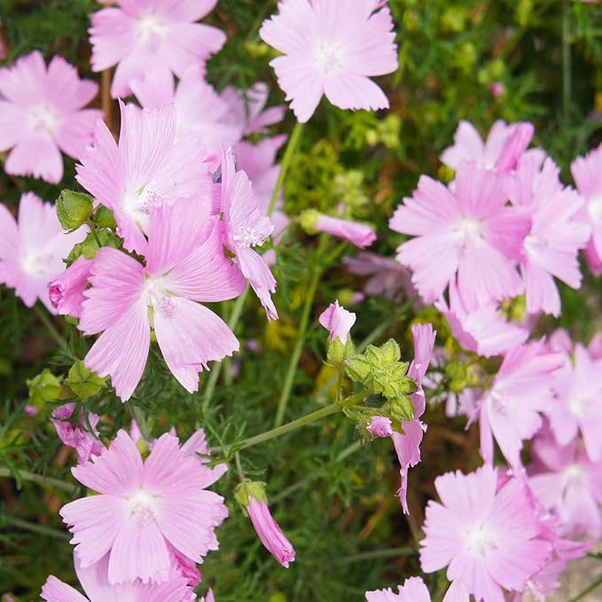 Light Pink and Yellow Malve Flower Seeds